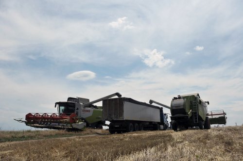 Olt: Calitate slabă a producției la grâu