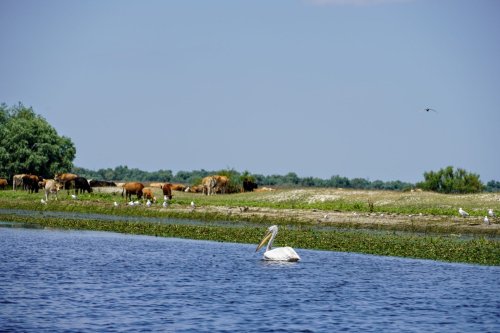 Grija pentru biodiversitate - o formă de mărturisire a credinței