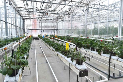 Fonduri pentru cultivatorii de flori și micii fermieri