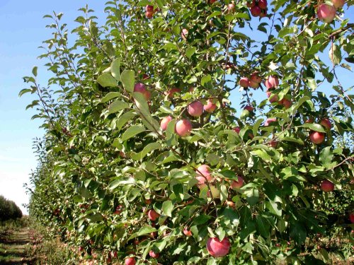 Mai, declarată Luna Horticulturii