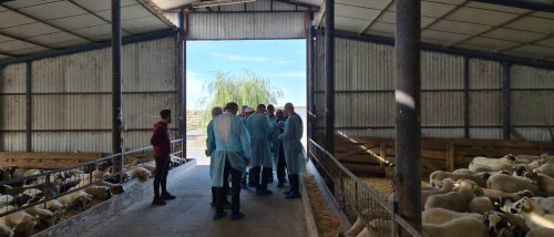ANSVSA: Pregătiri pentru reluarea exporturilor de ovine 