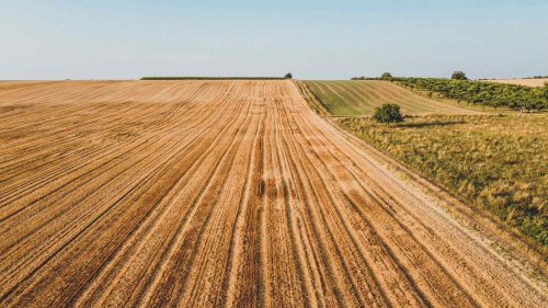 Câteva direcții ale noului Guvern privind agricultura