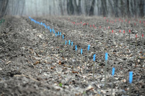 Cereri de plată pentru prima împădurire