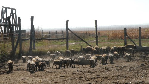 Schemă de minimis pentru Bazna şi Mangaliţa
