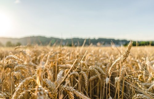 România, cel mai mare exportator de grâu moale